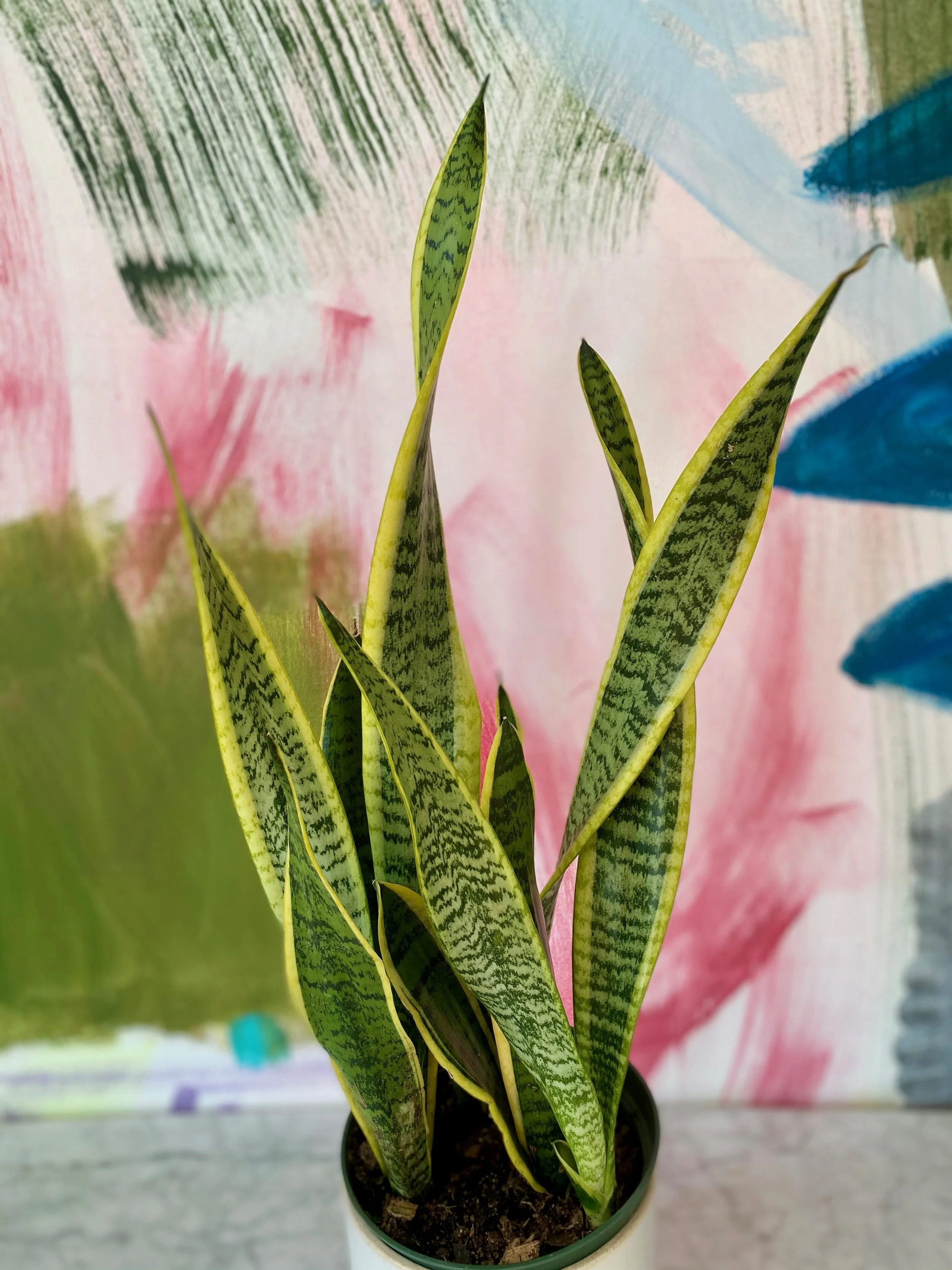 Sansevieria Laurentii — The Tender Gardener